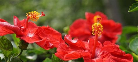 扶桑花风水|扶桑花的花语（探寻扶桑花背后的意义与象征）